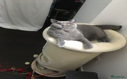British Shorthair cats for sale: Beautiful Adult British Shorthair Male - Image 15