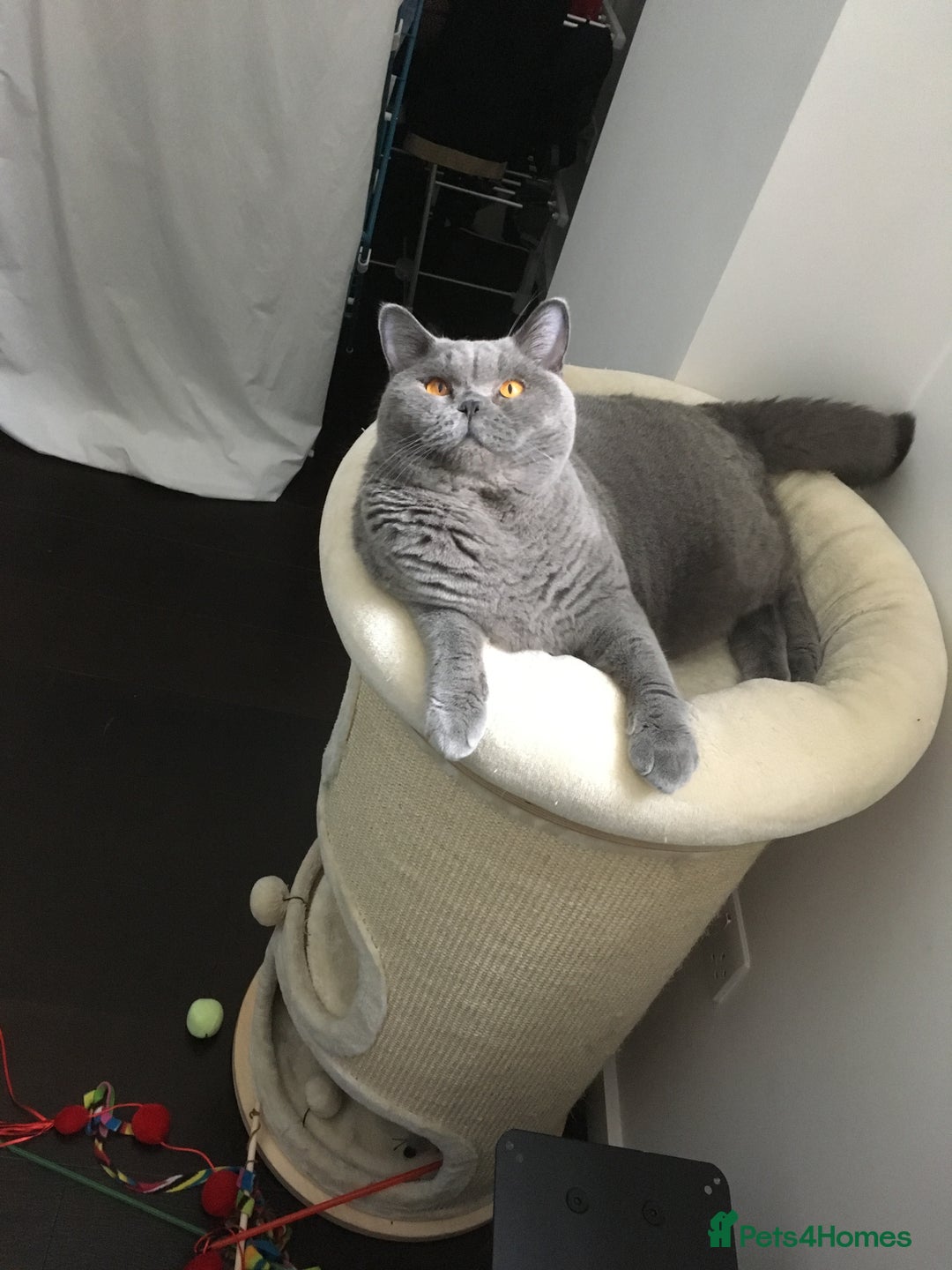 British Shorthair cats for sale: Beautiful Adult British Shorthair Male - Image 15