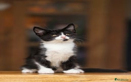 Maine Coon cats for sale: Beautiful Maine Coon X Kittens - Image 11