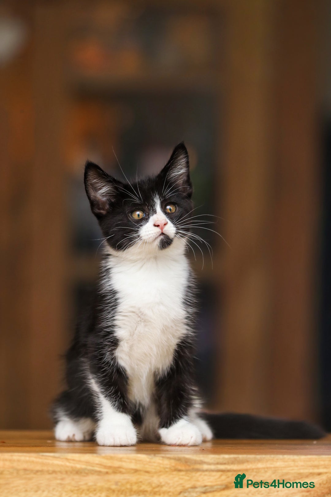 Maine Coon cats for sale: Beautiful Maine Coon X Kittens - Image 11