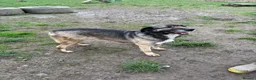 Mixed Breed dogs for adoption: Tully is waiting for a family  - Advert 4