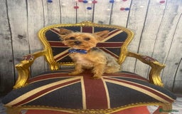 Yorkshire Terrier dogs for stud: Beautiful Minature Yorkie for STUD (PROVEN) in Chesterfield - Image 11