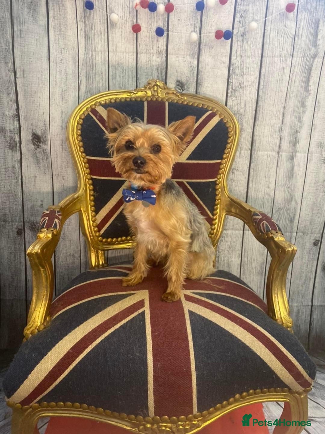 Yorkshire Terrier dogs for stud: Beautiful Minature Yorkie for STUD (PROVEN) in Chesterfield - Image 11