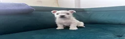 West Highland Terrier dogs for sale: Show Quality Pups⭐️(ONE PUP LEFT!) - Advert 5