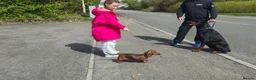 Miniature Dachshund dogs for sale: Miniature Dachshund puppies  - Advert 19