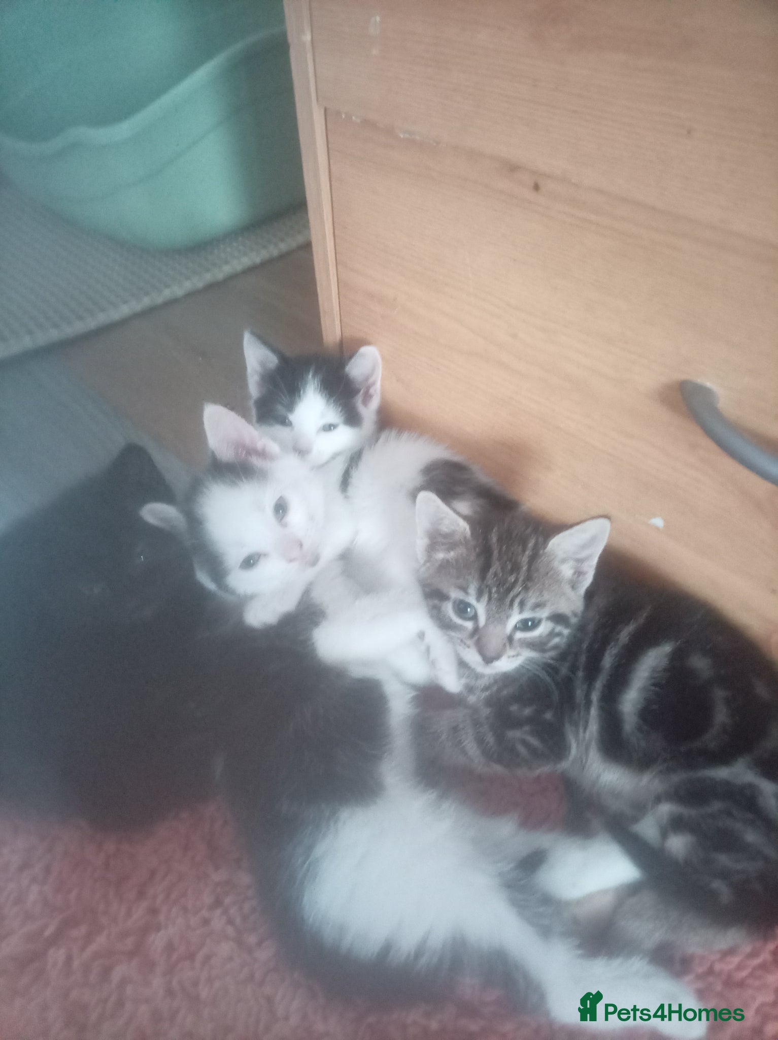 Mixed Breed cats Kitten  - Advert 1