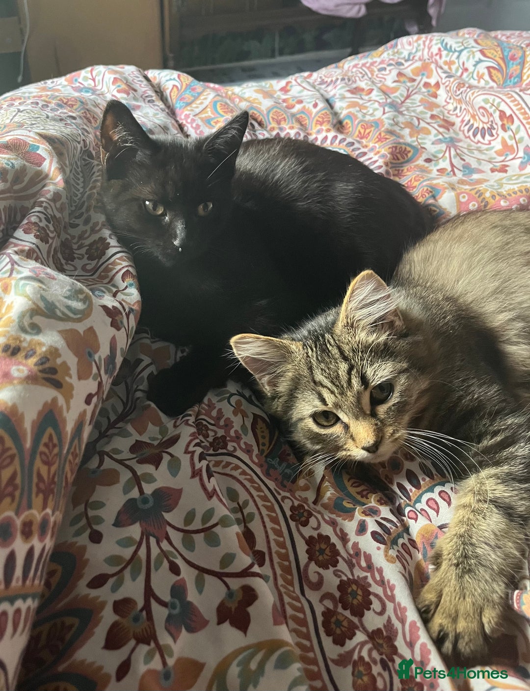 Domestic Shorthair cats for sale: Free Kittens  - Image 4