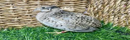 Quail poultry for sale: Chinese Painted/Button Quail | Eggs/Chicks/Layers  in Wells - Advert 8