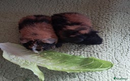 Guinea Pig rodents for sale: BEAUTIFUL BABY TEDDY BOYS  - Image 3