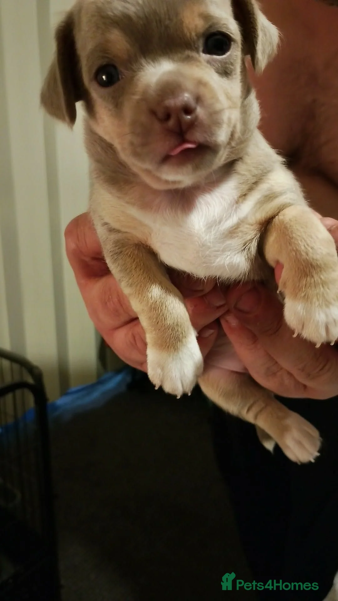 Chihuahua dogs for sale: For sale 2 male chihuahua puppys - Advert 1