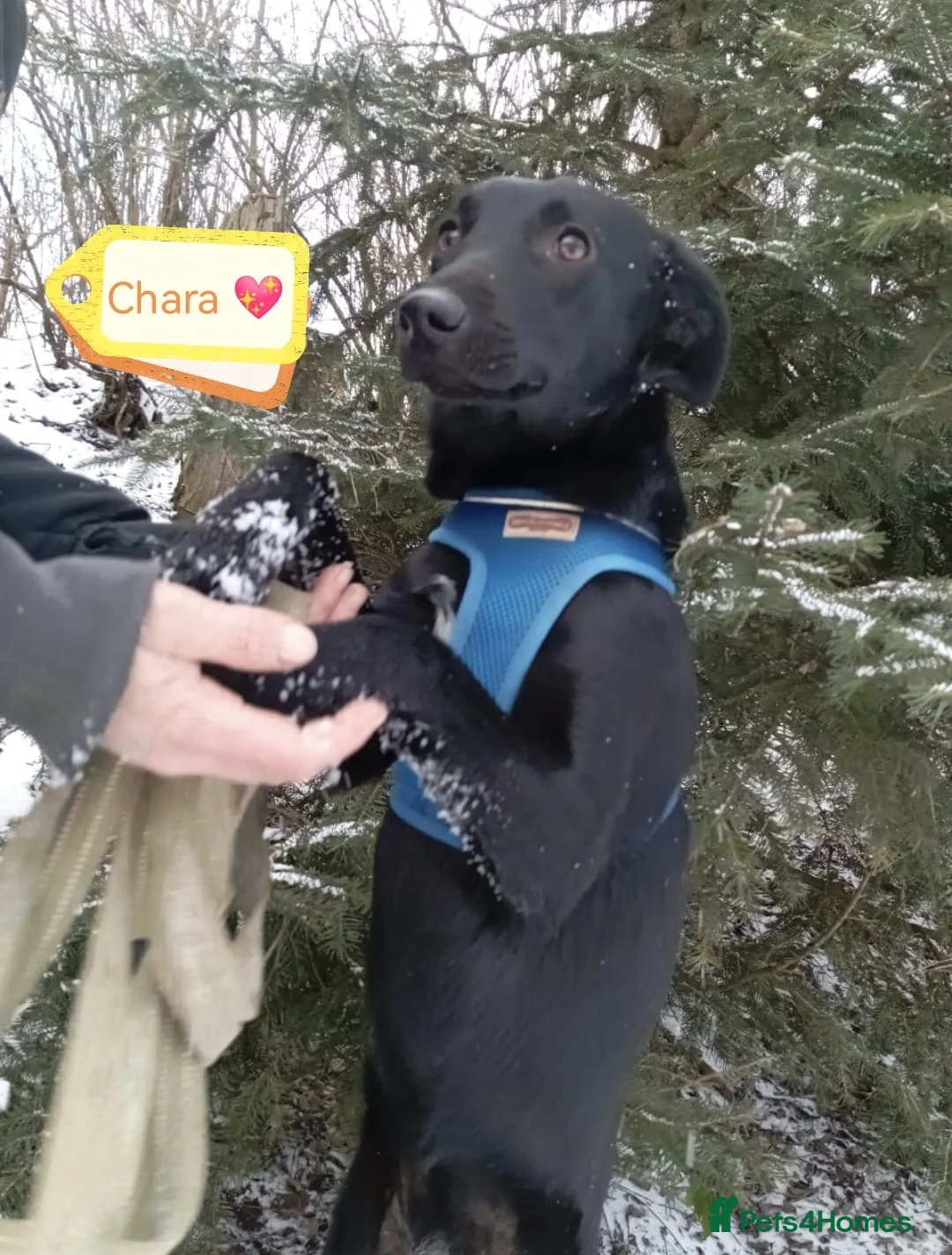 Mixed Breed dogs for adoption: ❤️🐶Chara & Ada - Advert 2