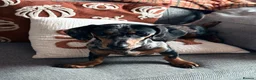 Miniature Dachshund dogs for sale: Miniature Dachshund female merle in Hull - Advert 2