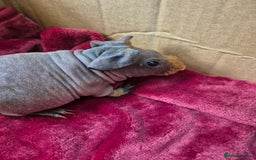 Guinea Pig rodents for sale: Baby Male Skinny Pigs For Sale  - Advert 7