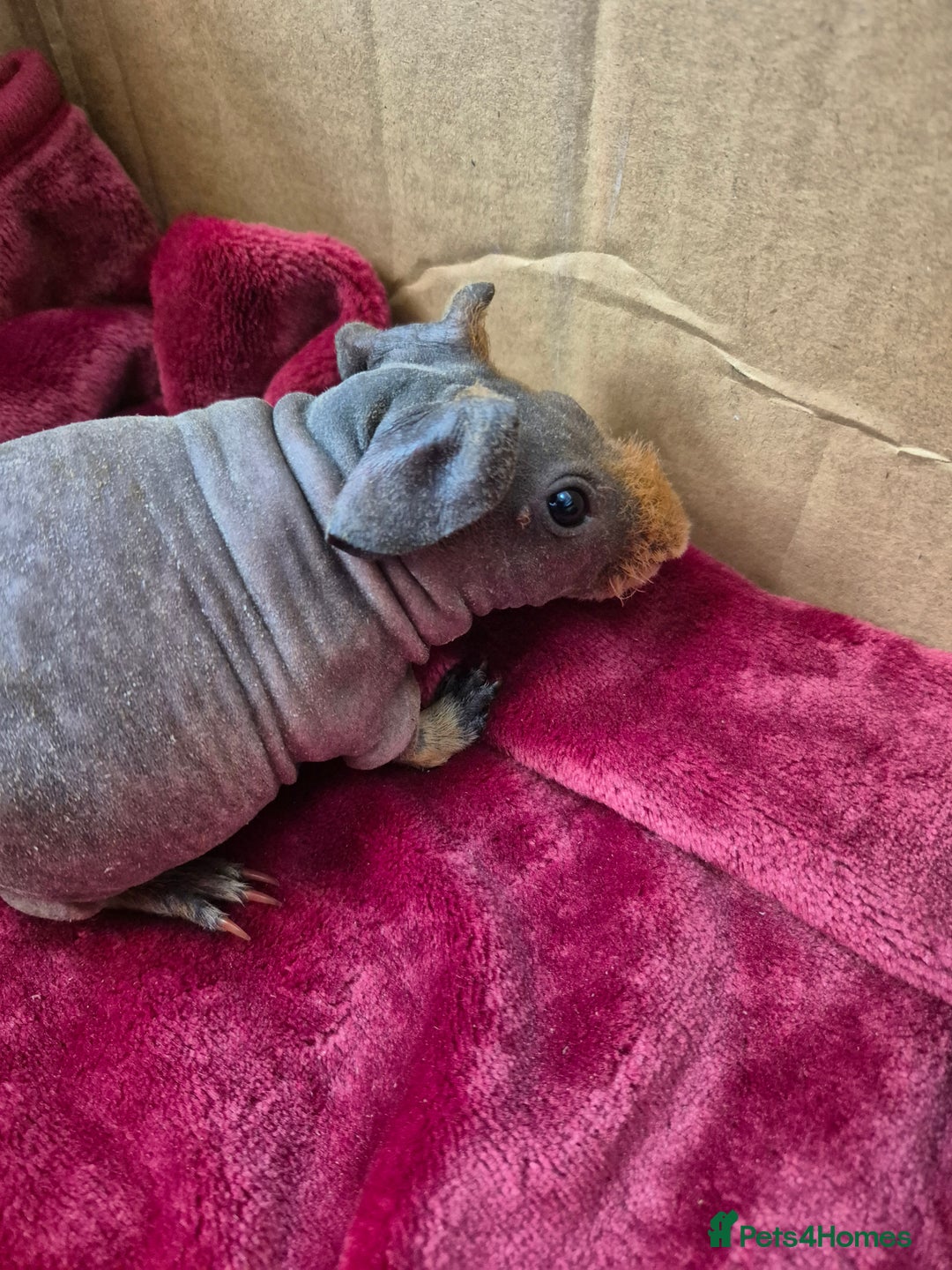 Guinea Pig rodents for sale: Baby Male Skinny Pigs For Sale  - Advert 7