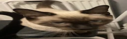 Siamese cats for sale: Unnamed kitten in Liskeard - Advert 1