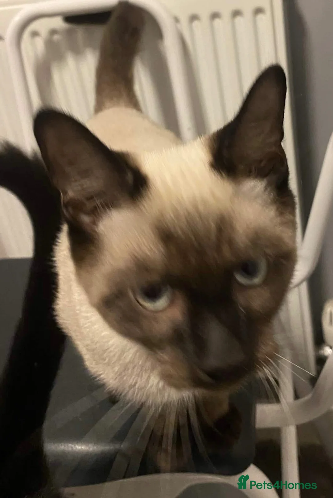 Siamese cats for sale: Unnamed kitten in Liskeard - Advert 1