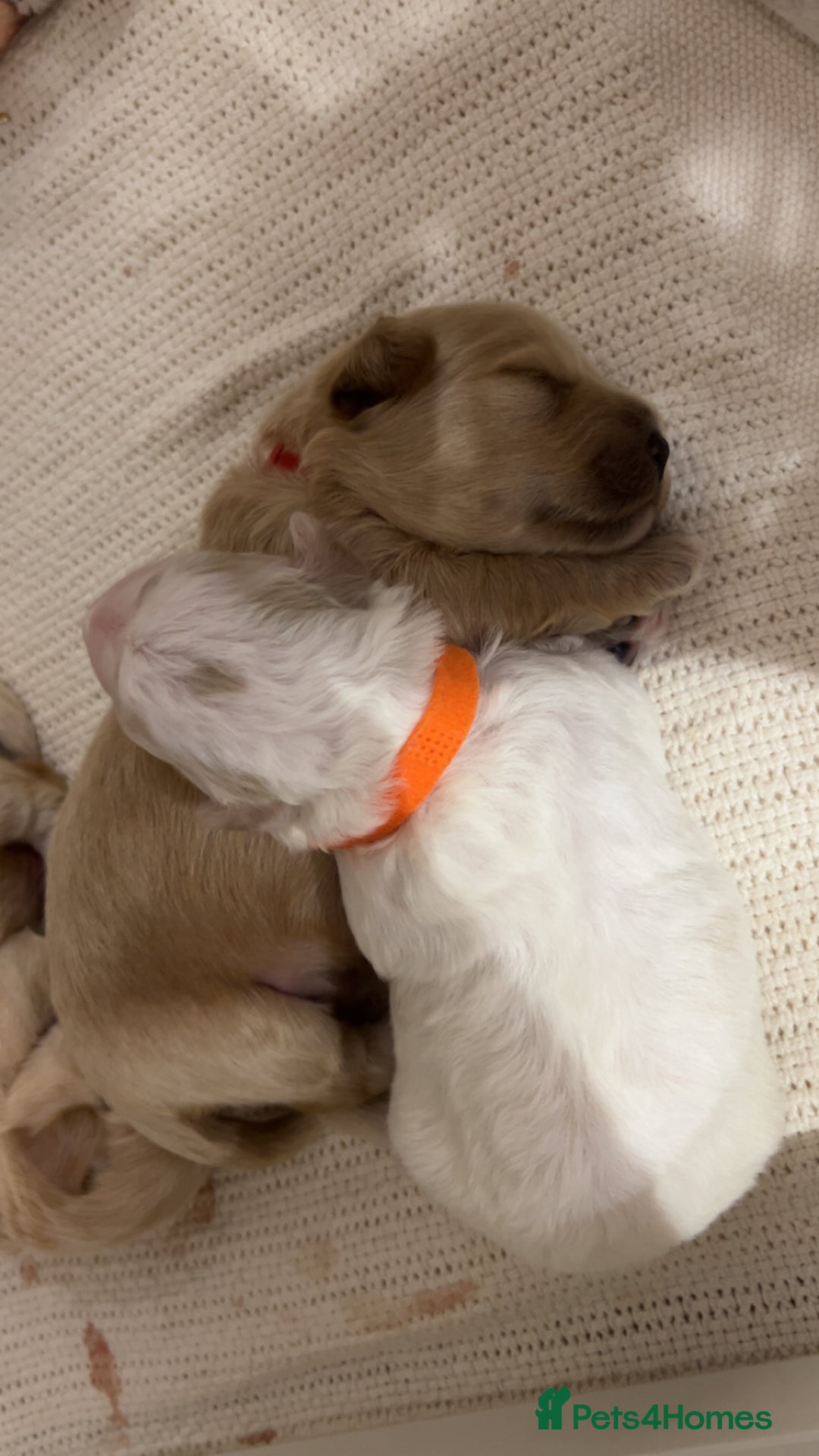 Maltipoo dogs for sale: 4 Adorable F2 Maltipoo pups - Advert 7