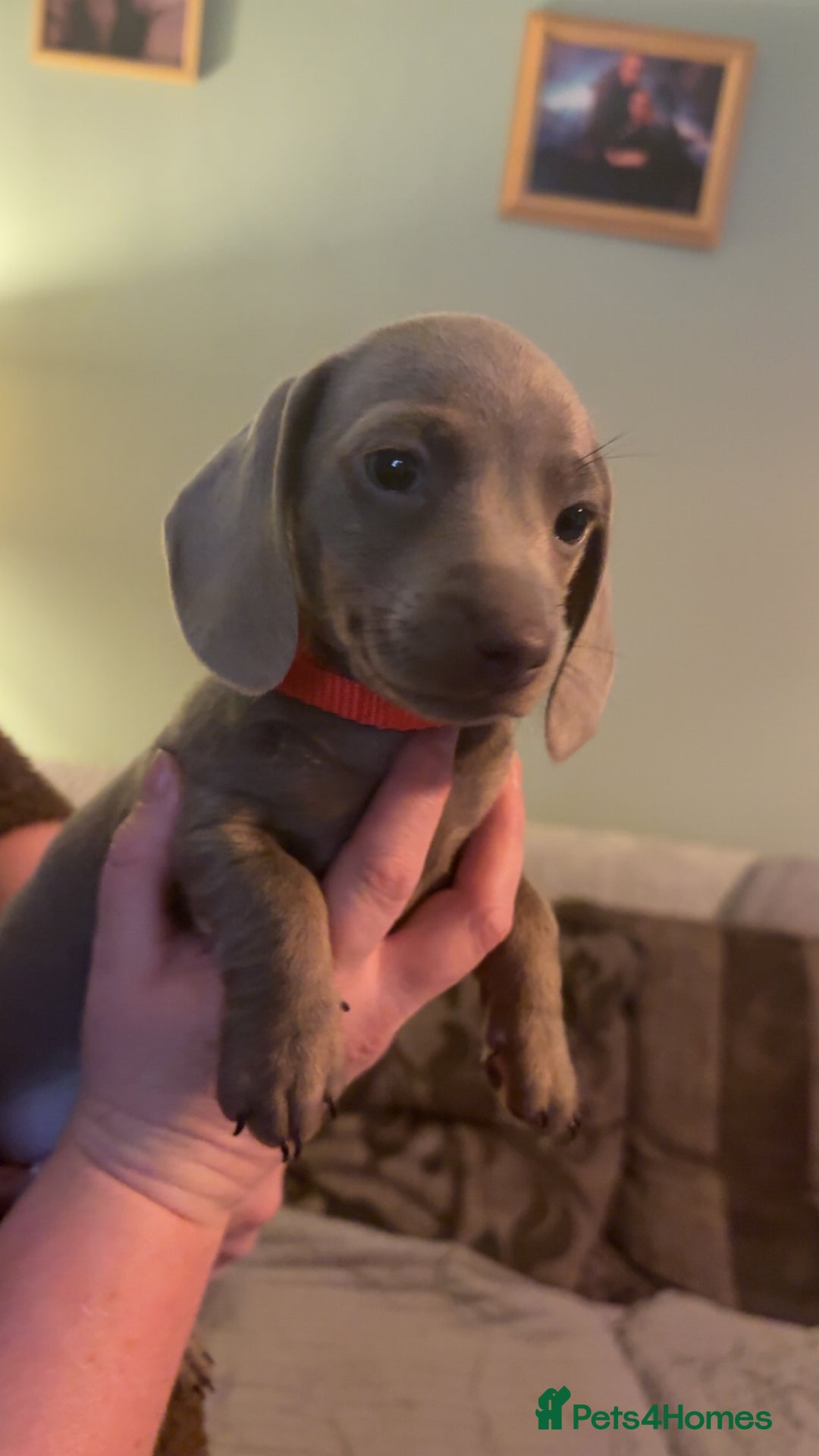 Miniature Dachshund dogs for sale: ISABELLA AND TAN MINIATURE DACHSHUND PUPPIES  - Advert 14