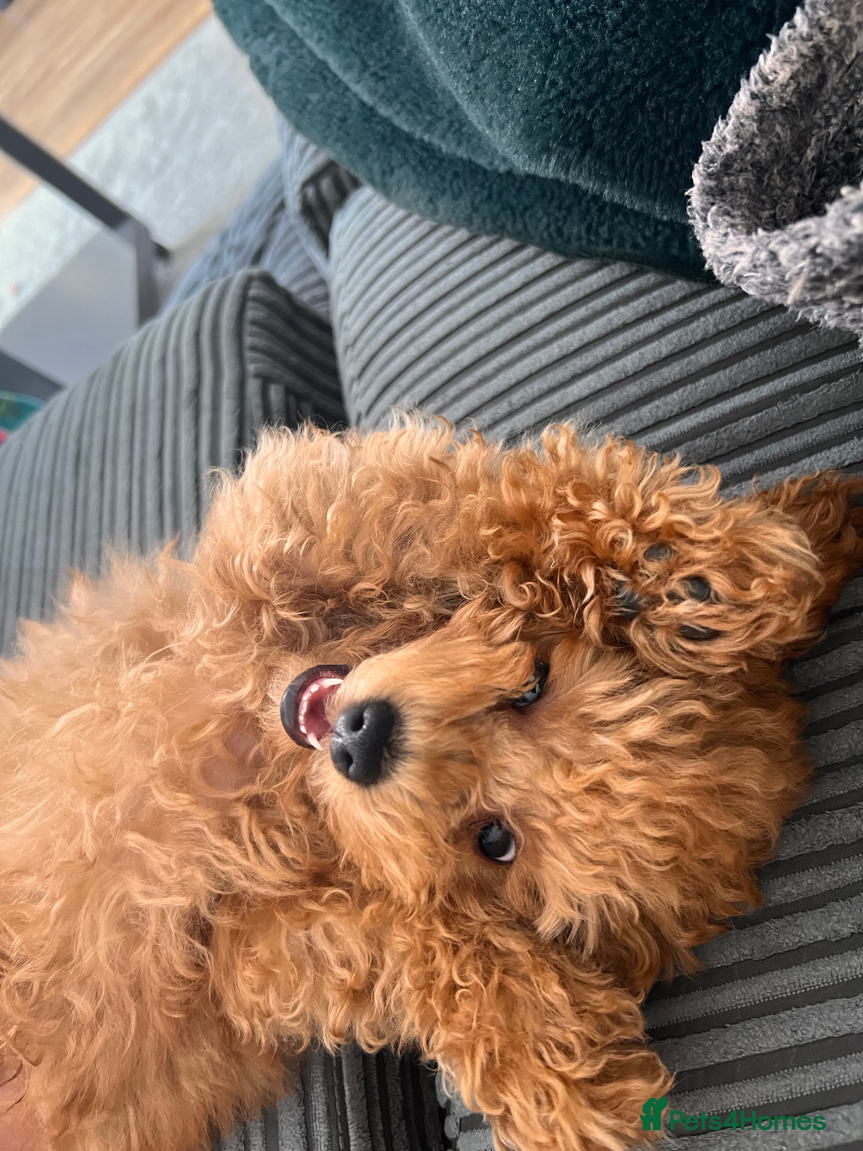Toy Poodle dogs Toy Poodle Boy Looking for a Date – Scotland - Advert 1