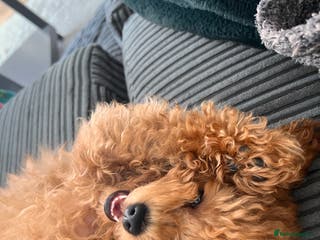 Toy Poodle dogs Toy Poodle Boy Looking for a Date – Scotland - Advert 1