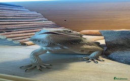 Bearded Dragon reptiles for sale: Zero Bearded Dragon - Image 2