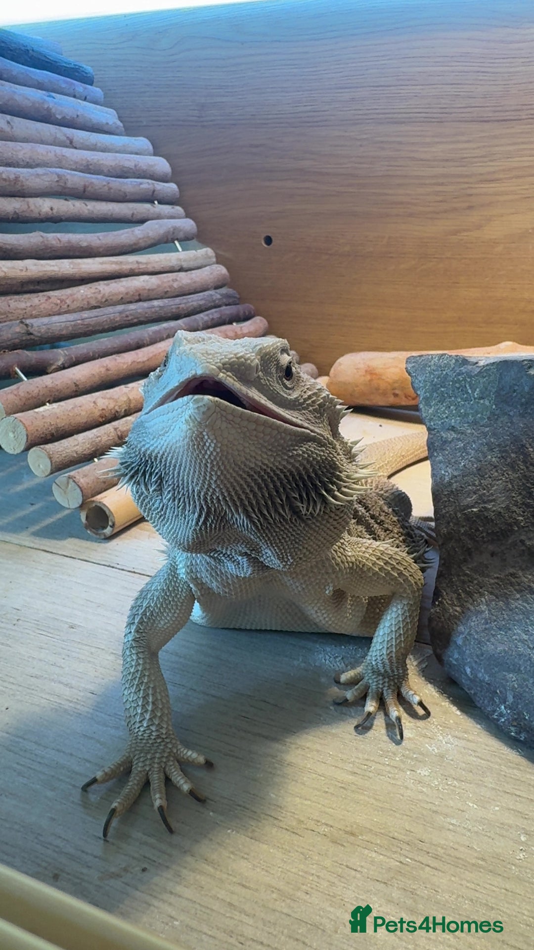 Bearded Dragon reptiles for sale: Zero Bearded Dragon - Image 2