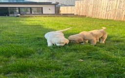 Golden Retriever dogs for sale: Teddy Bear Goldies - Image 27