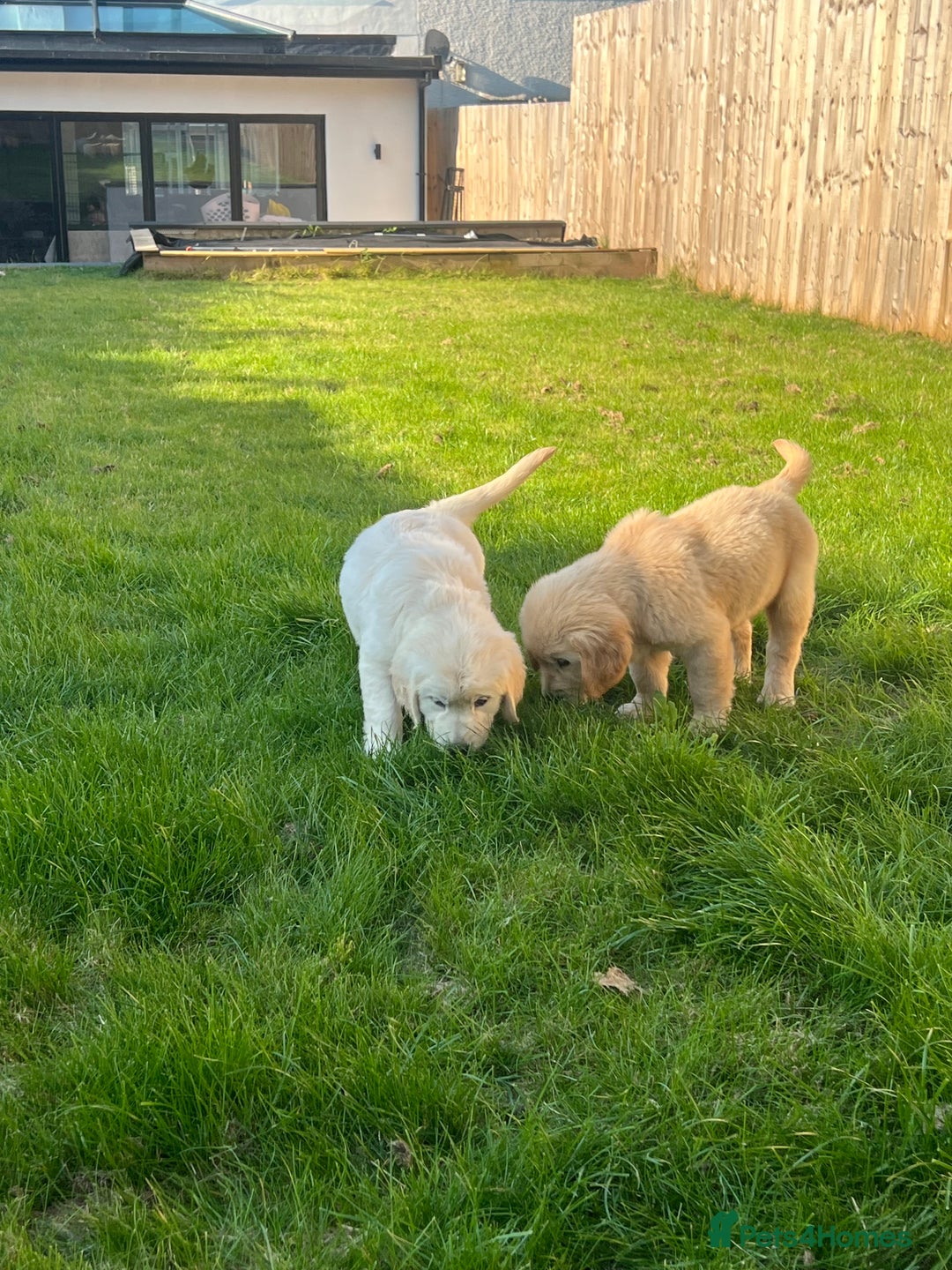 Golden Retriever dogs for sale: Teddy Bear Goldies - Image 27