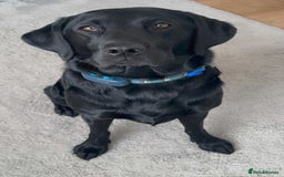 Labrador Retriever dogs for sale: Quality pedigreed Labradors for sale  - Image 9