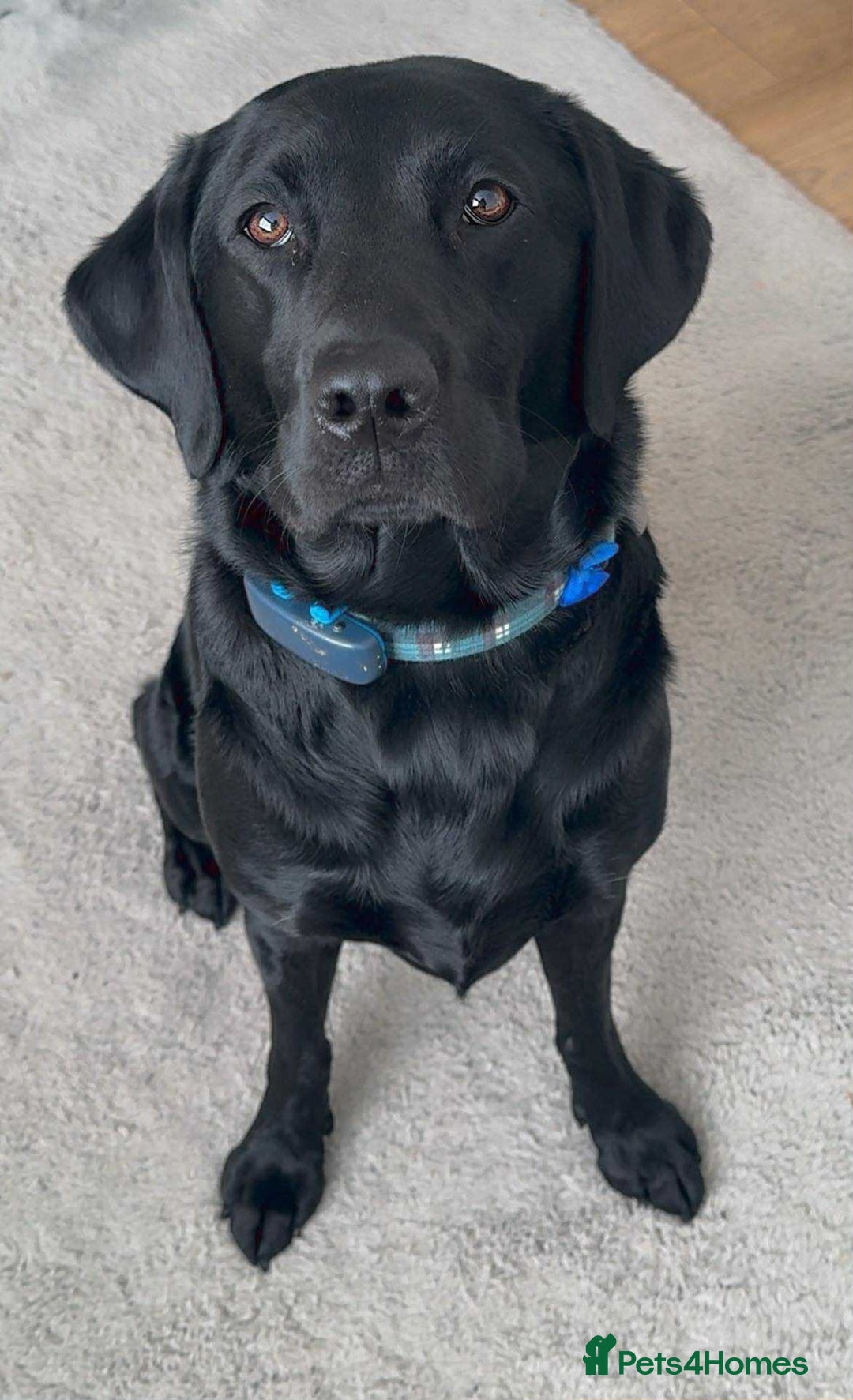 Labrador Retriever dogs for sale: Quality pedigreed Labradors for sale  - Image 9