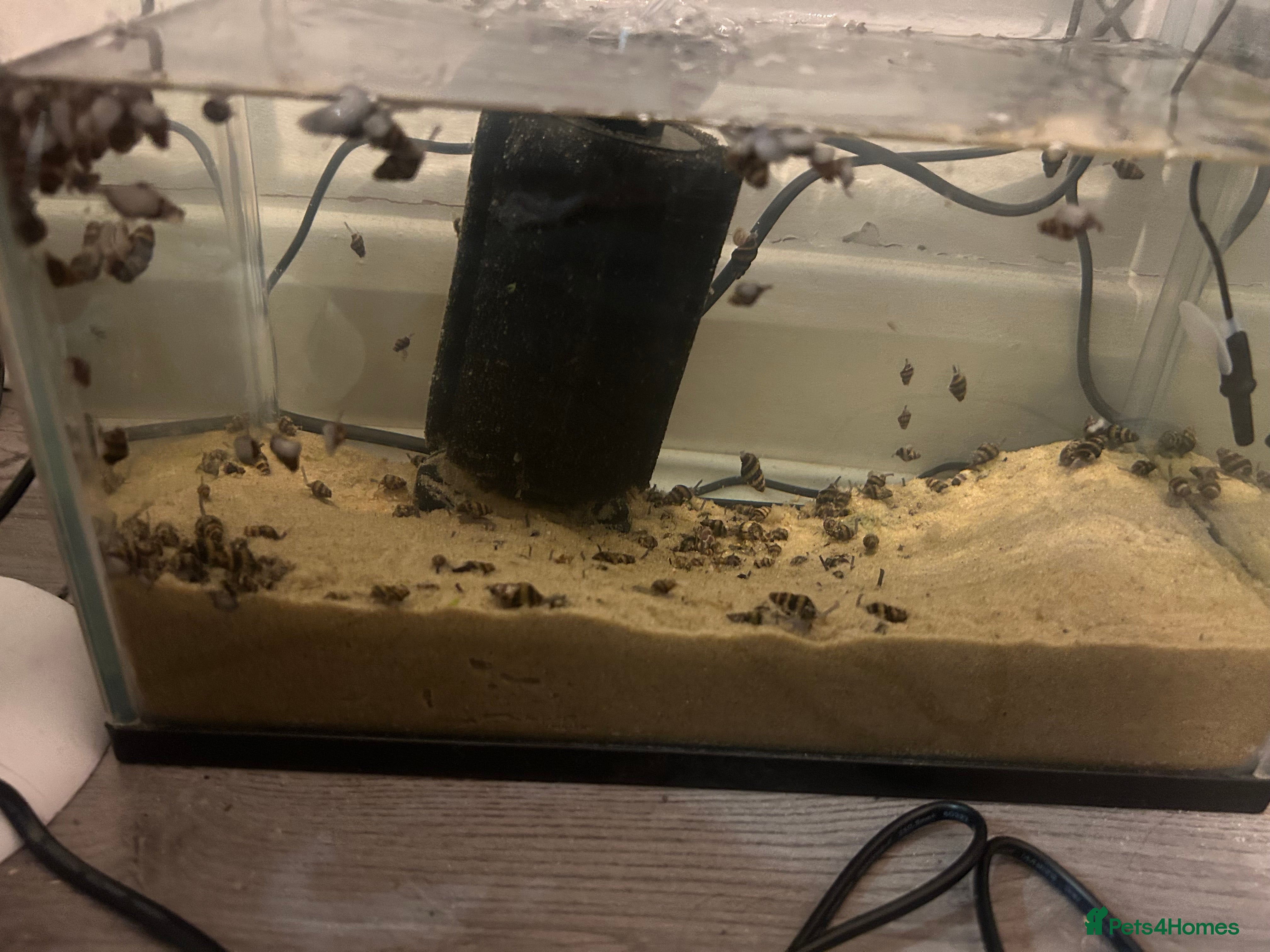 Snails fish Assassin snails  - Advert 10