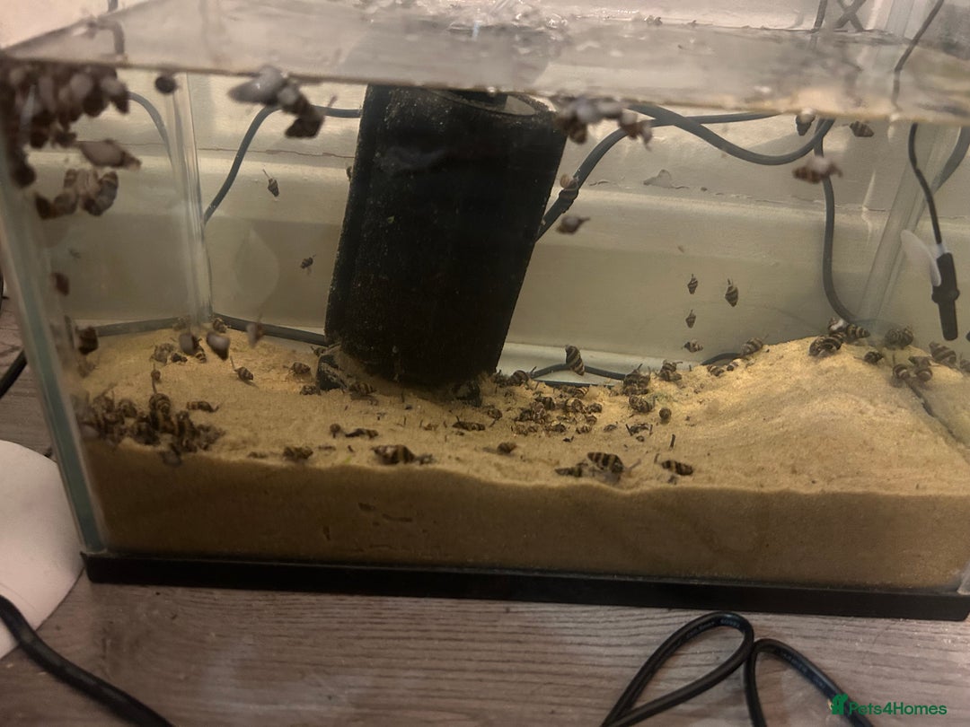 Snails fish for sale: Assassin snails  - Advert 1