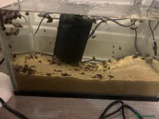 Snails fish Assassin snails - Advert 3