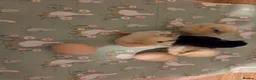 Chickens poultry for sale: Fertile Micro Serama hatching eggs - Advert 17