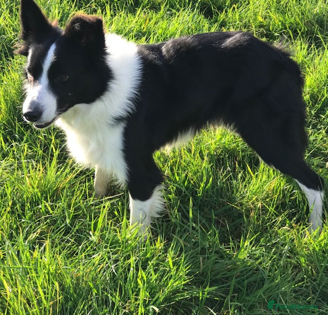 Border Collie dogs for stud: ISDS/KC Registered Border Collie for Stud in York - Image 2
