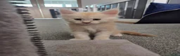 Maine Coon cats for sale: 🌟 1 Stunning Torbie girl left 🌟 TICA reg'd🌟 - Advert 26
