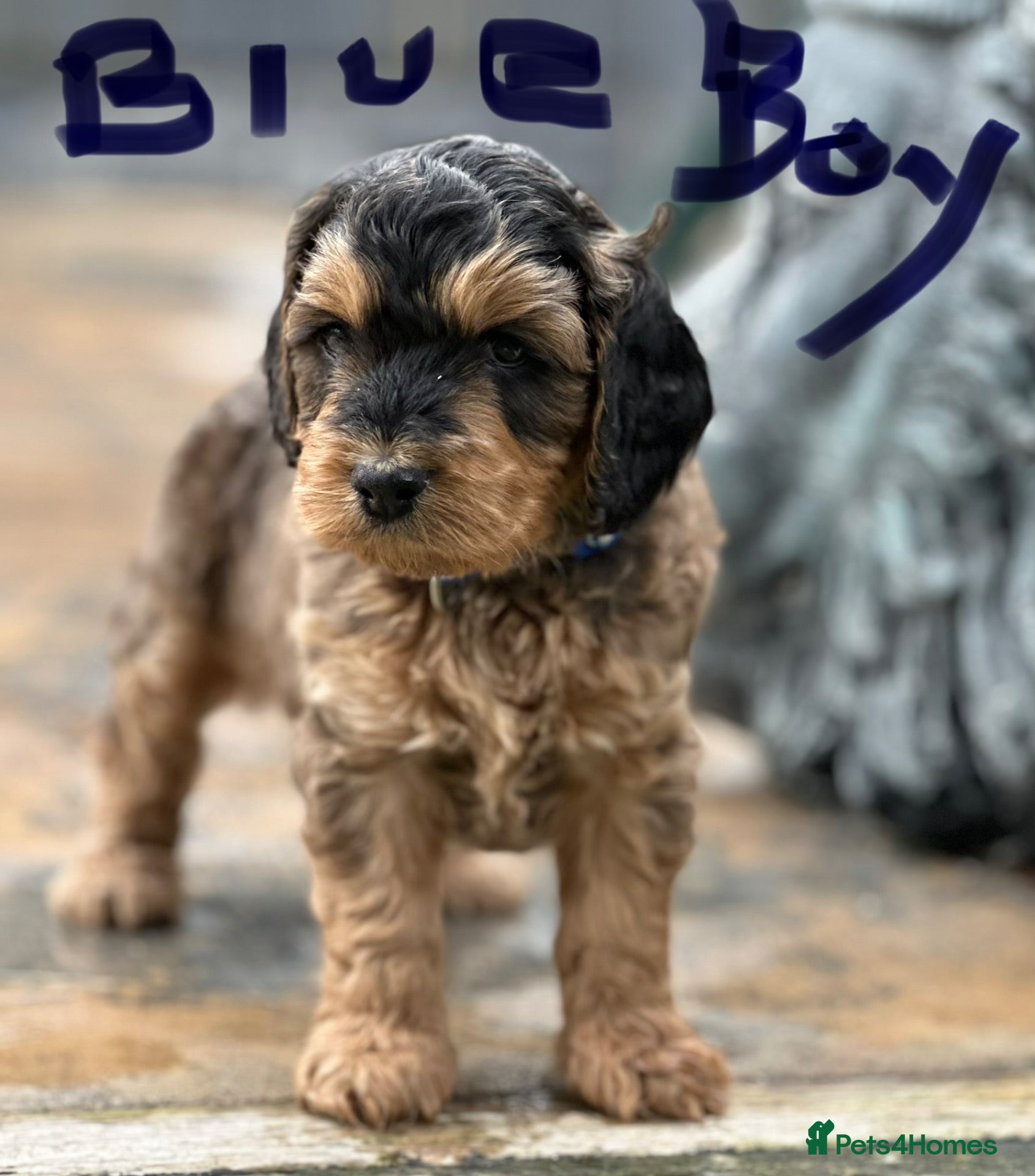 Cockapoo dogs Sable cockapoos, health tested parents  - Advert 2