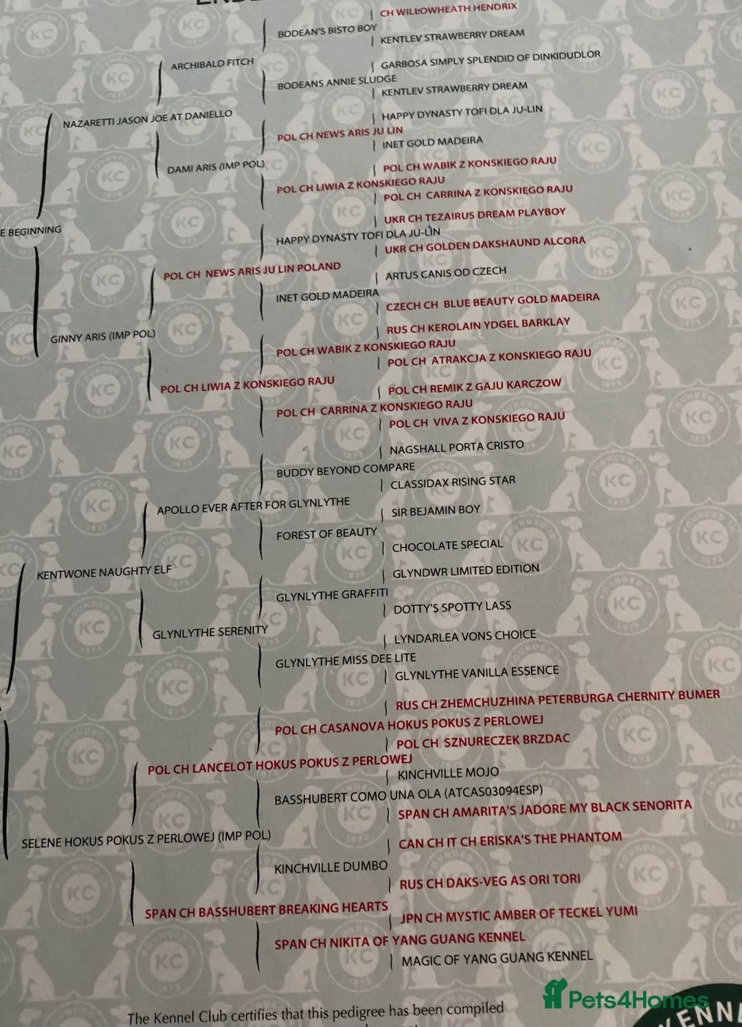 Miniature Dachshund dogs for sale: Miniature Dachshund  - Advert 2