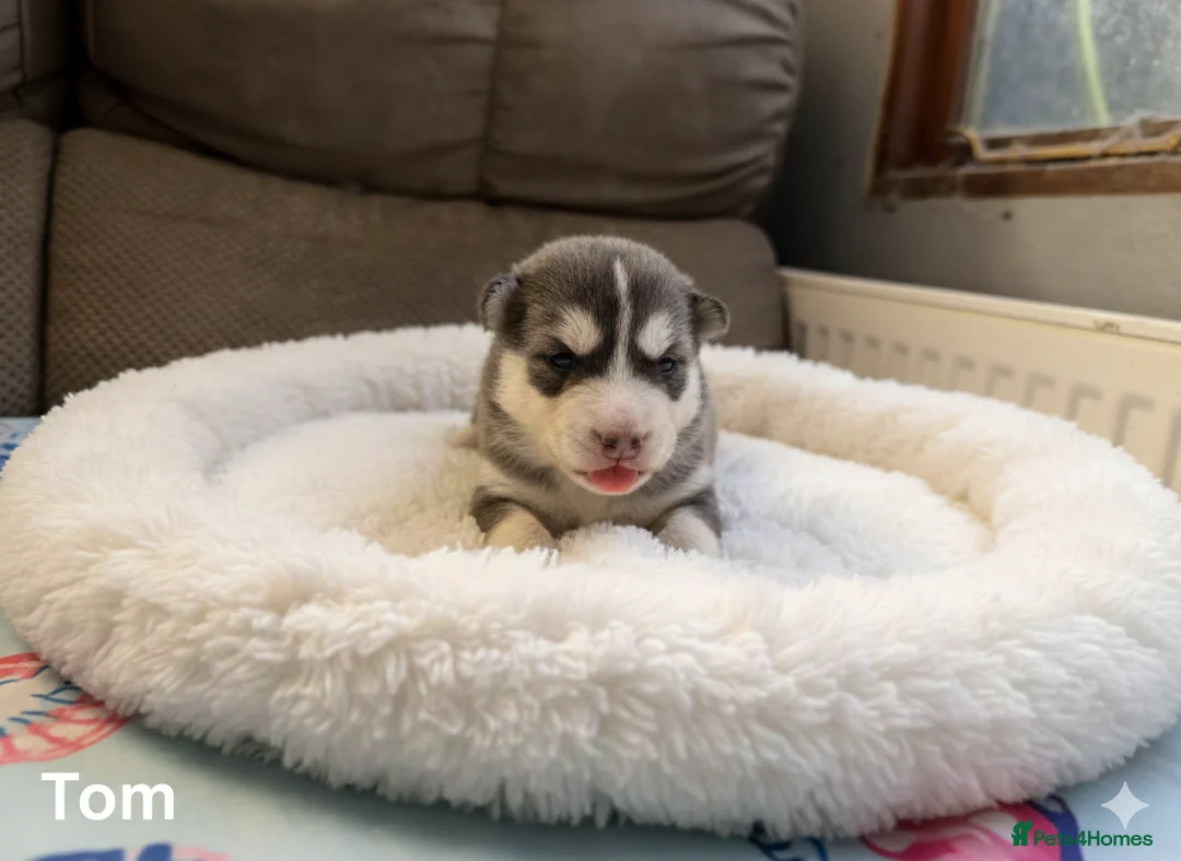 Pomsky dogs for sale: Pomsky puppies - Advert 3