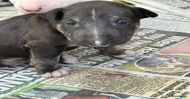 English Bull Terrier dogs - Advert 8