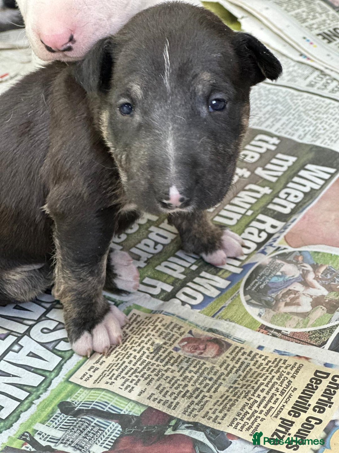 English Bull Terrier dogs for sale: English Bull Terriers Champion Bloodlines  - Image 12