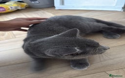 British Shorthair cats for sale: British short hair- male - Image 3