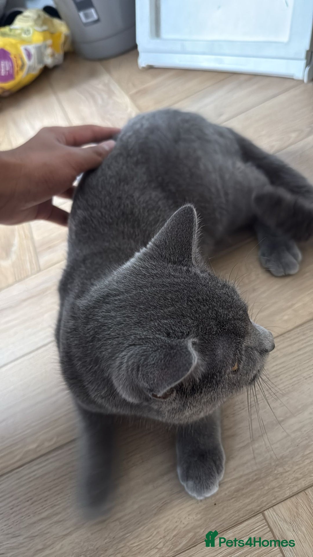 British Shorthair cats for sale: British short hair- male - Image 3