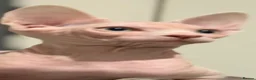 Sphynx cats for sale: Urgent Rehoming Canadian Sphynx  - Advert 2