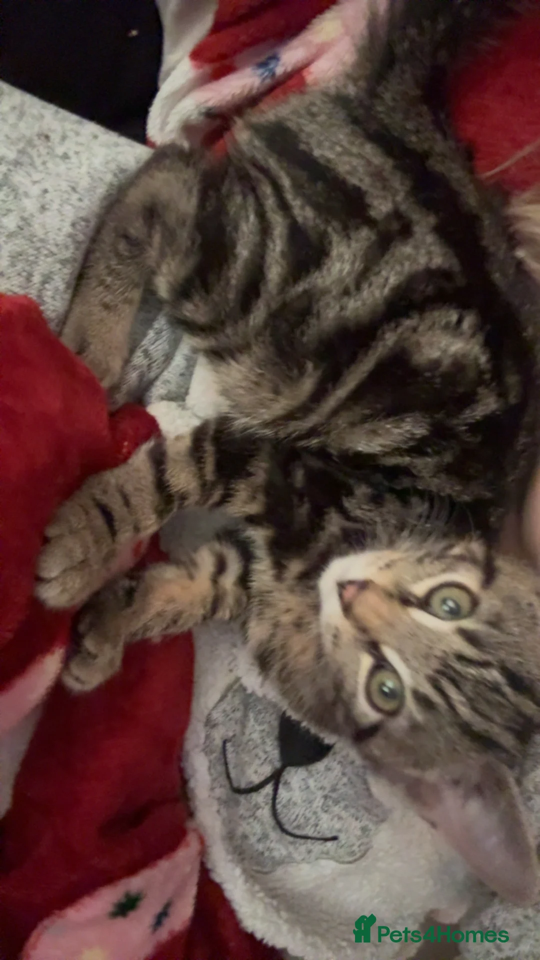 Bengal cats for sale: Full tabby male 5 month old kitten - Advert 7
