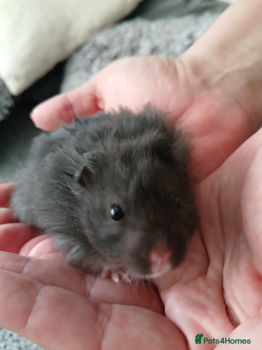 Hamster rodents for sale: Baby syrian hamsters - Image 3