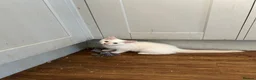 Ragdoll cats for sale: Ragdoll cross boys  - Advert 4