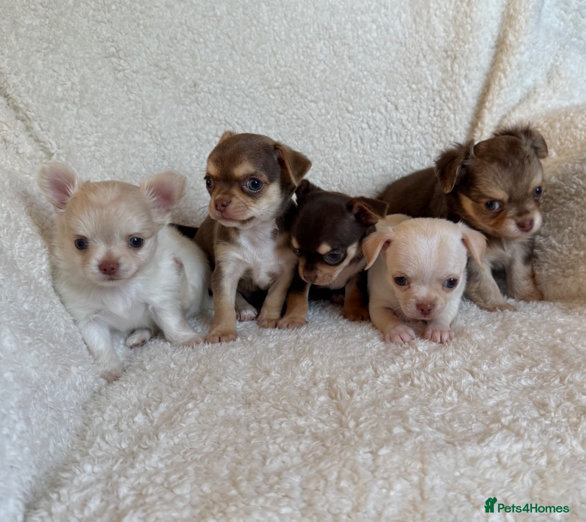 Chihuahua dogs Oh hey! We are new here! Beautiful Chihuahua pups - Advert 7