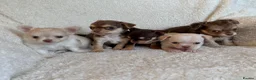 Chihuahua dogs for sale: All puppies sold 🩵🐾 - Advert 7