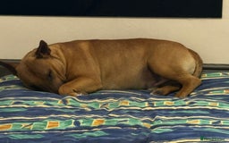 English Toy Terrier dogs for stud: Oscar - Image 4